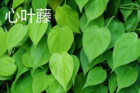 Heart-leaf vine leaves