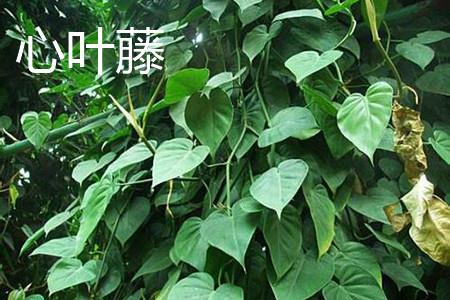 Heart-leaf vine leaves