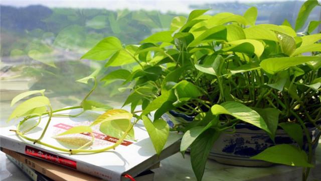 The difference between heart-leaf vine and pothos