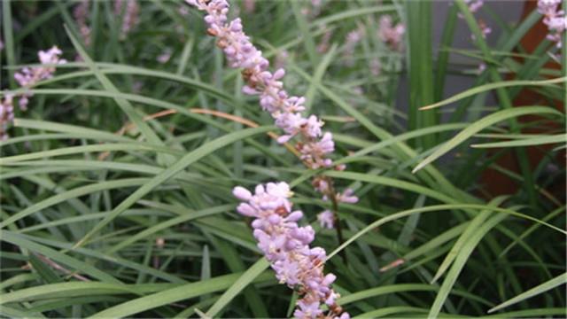 The difference between Asparagus and Ophiopogon japonicus