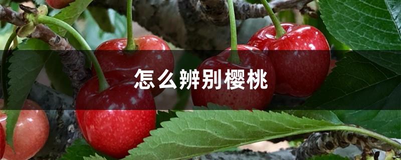 How to identify cherries