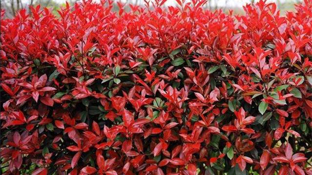 The difference between Photinia and Photinia