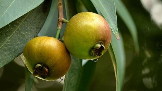 The difference between Syzygium and Syzygium