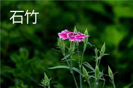 Dianthus