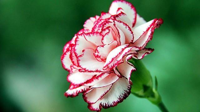 The difference between dianthus and carnation