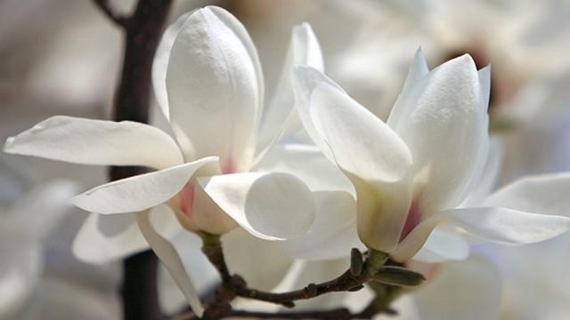 The difference between magnolia and magnolia