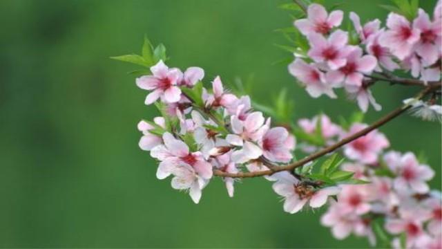 The difference between mountain peaches and beta peaches