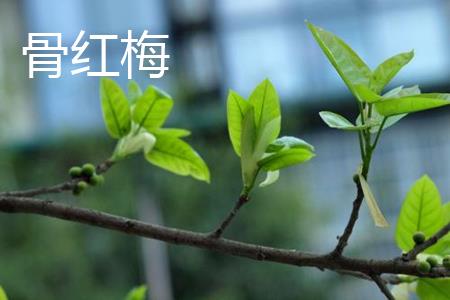 Bone Red Plum Leaves