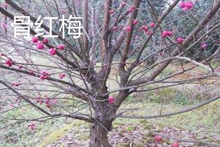 Bone Red Plum Tree Trunk