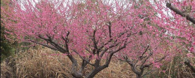 The difference between cinnabar plum and bone red plum