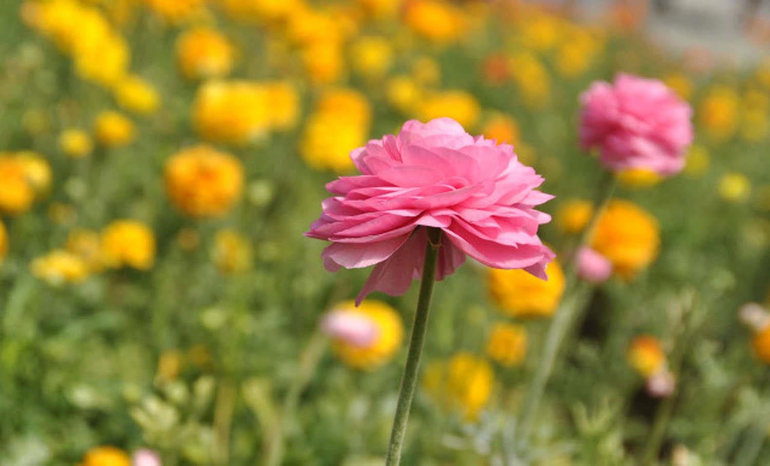 Ranunculus