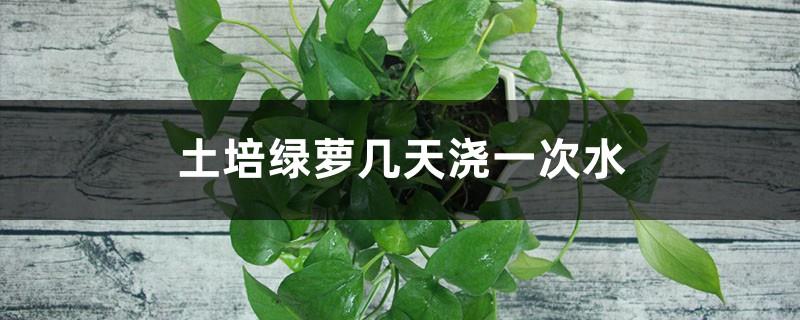 Water the pothos grown in soil once every few days