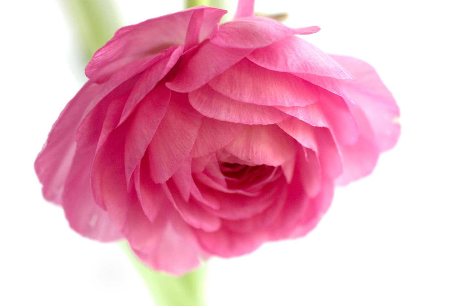 Ranunculus