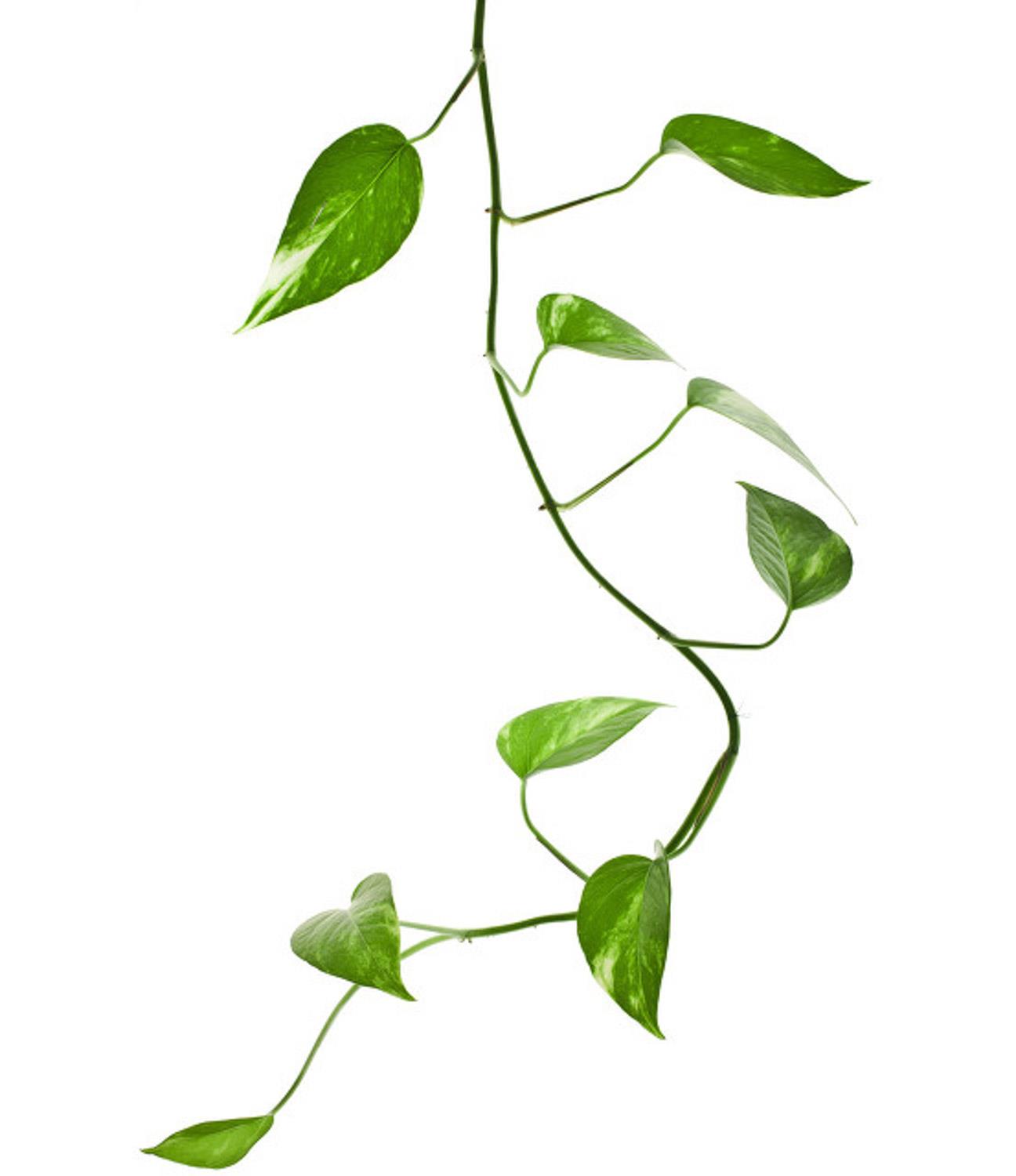 Pothos