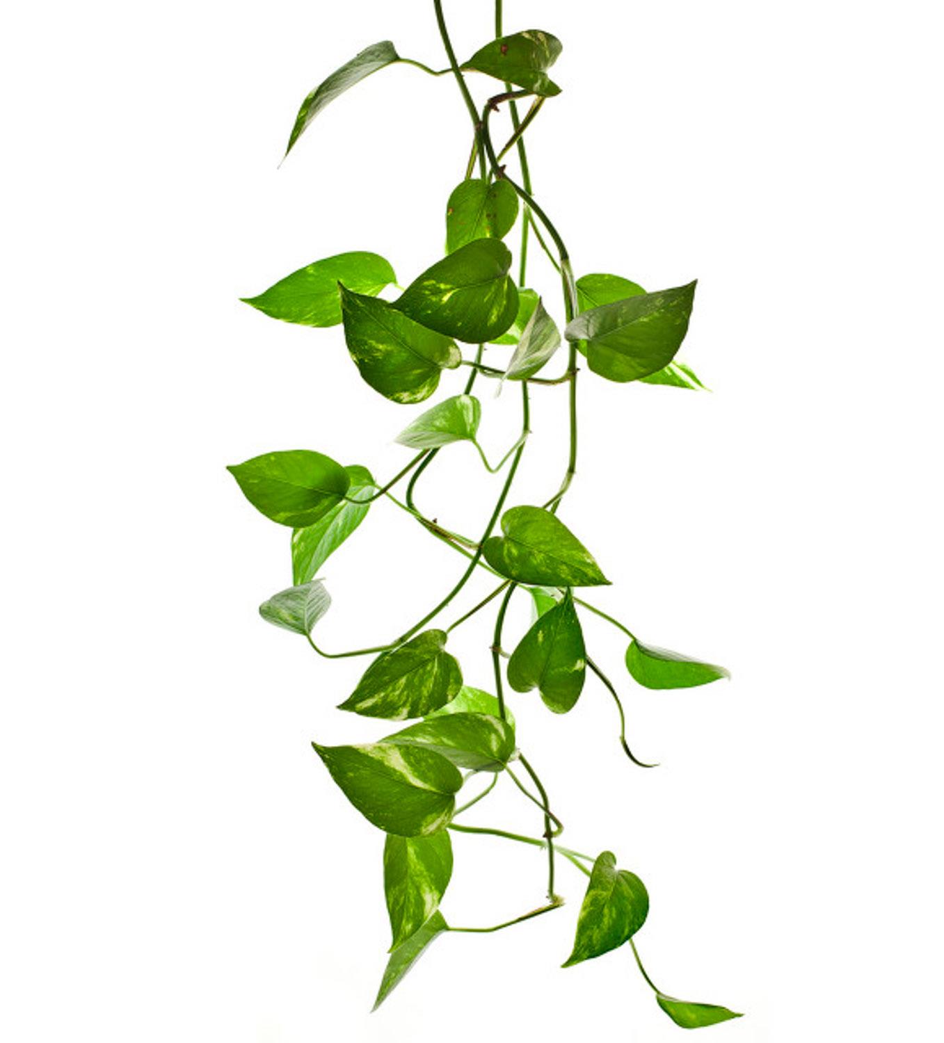 Pothos