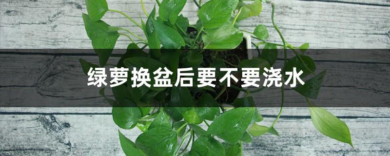 Do you need to water the pothos after changing the pot?