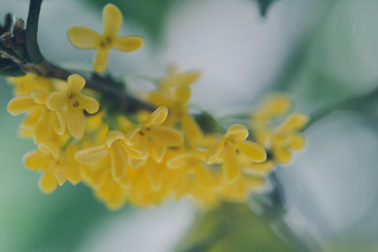 Osmanthus