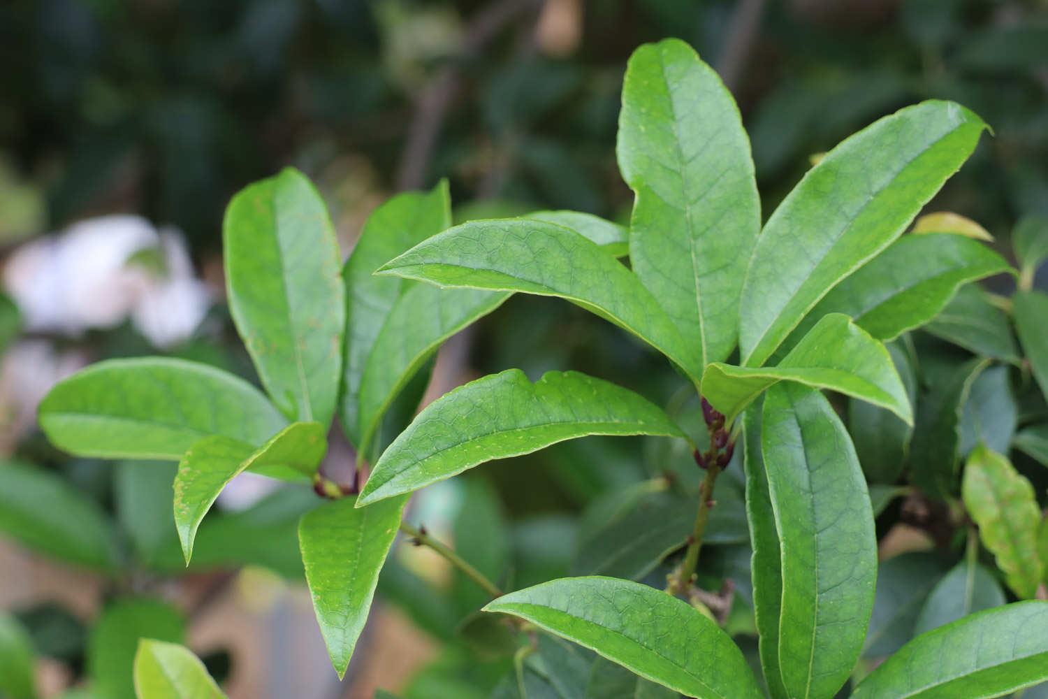 Osmanthus