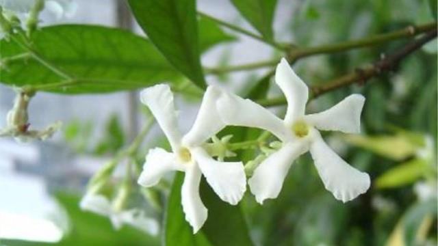 When does Silver Jasmine bloom?