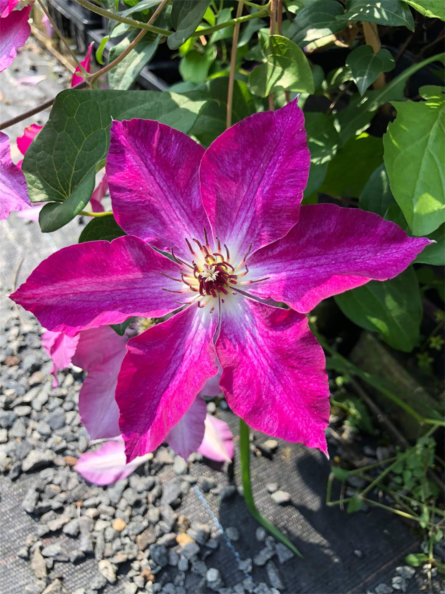 Clematis