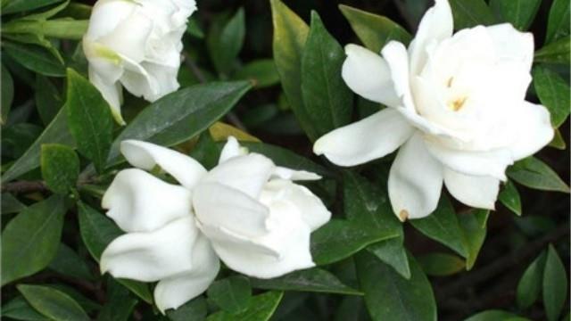 How many times does Gardenia bloom a year?