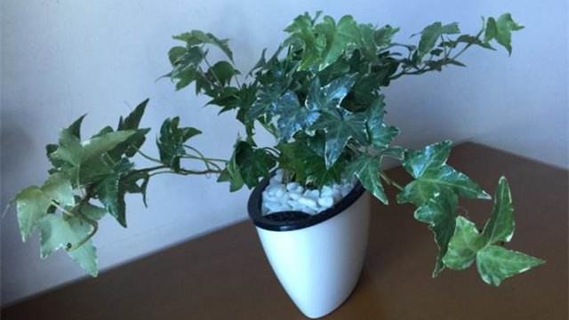 How to grow ivy in hydroponics