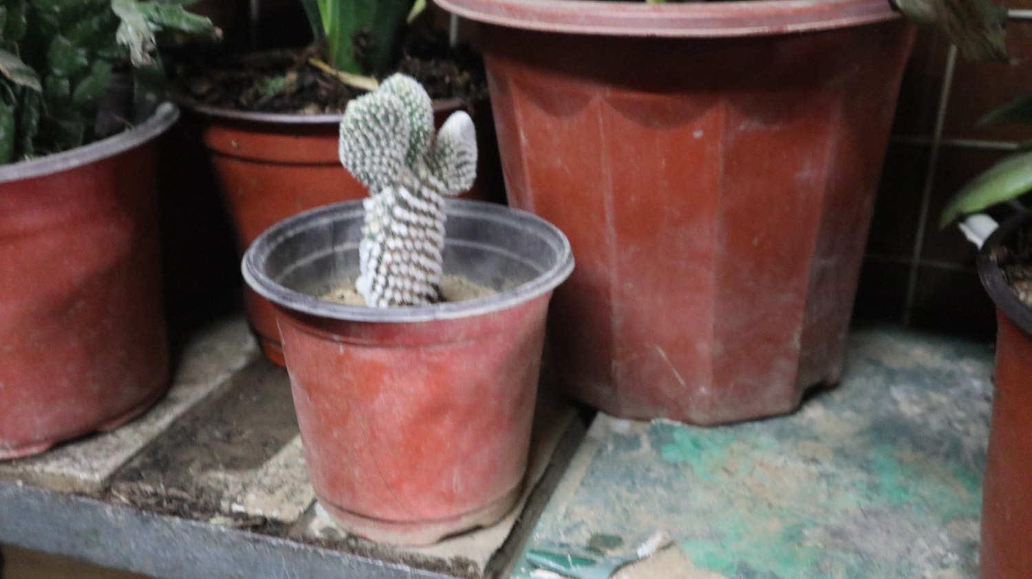 Cactus