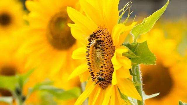 The difference between sunflowers and sunflowers