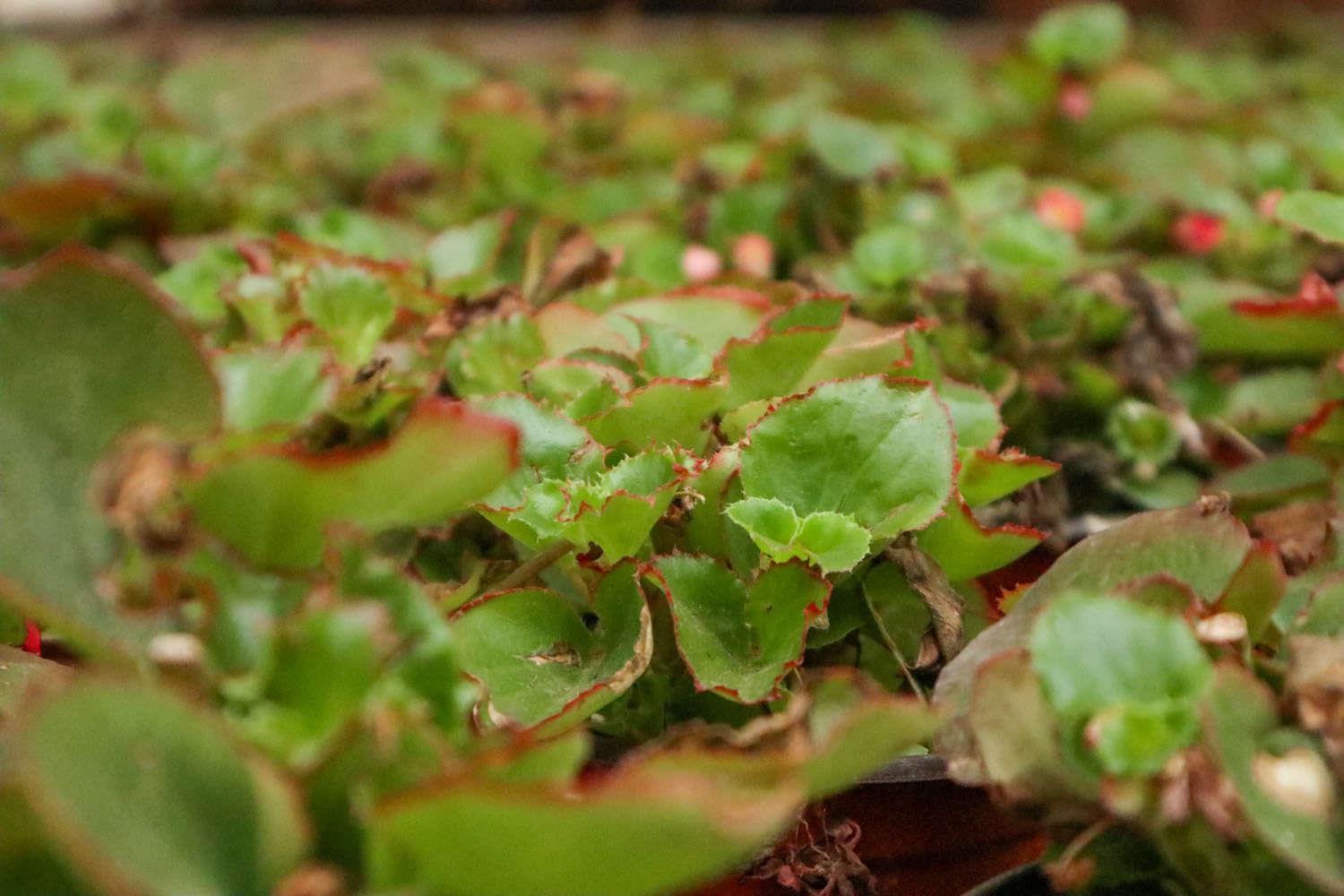 Four Seasons Begonia