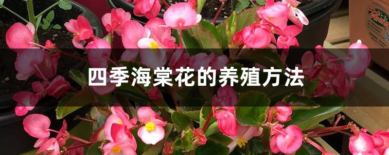 Cultivation methods of Begonia flowers in all seasons