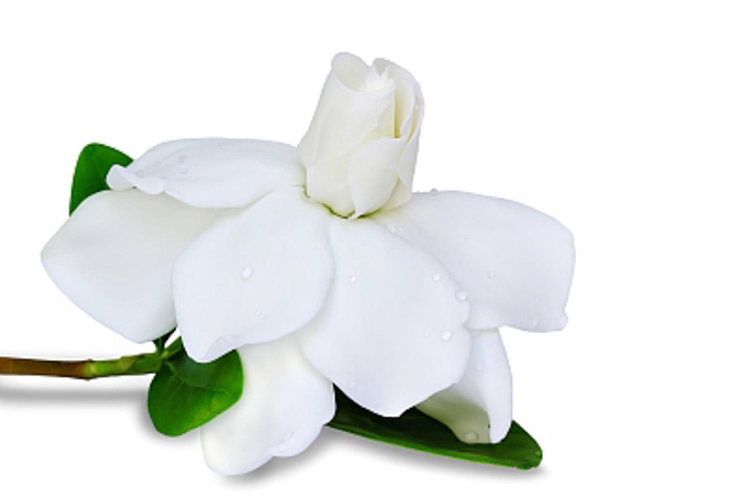 Gardenia