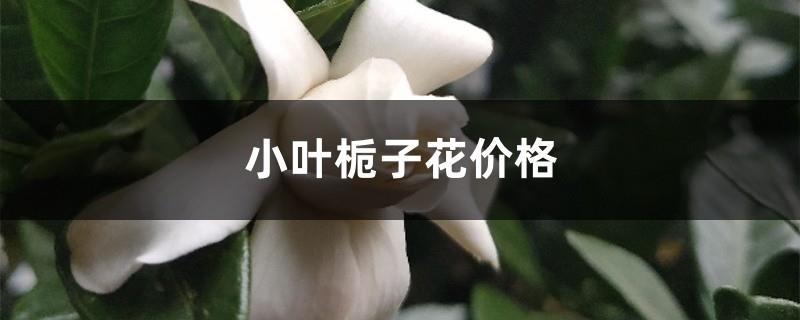 Price of small-leaf gardenia