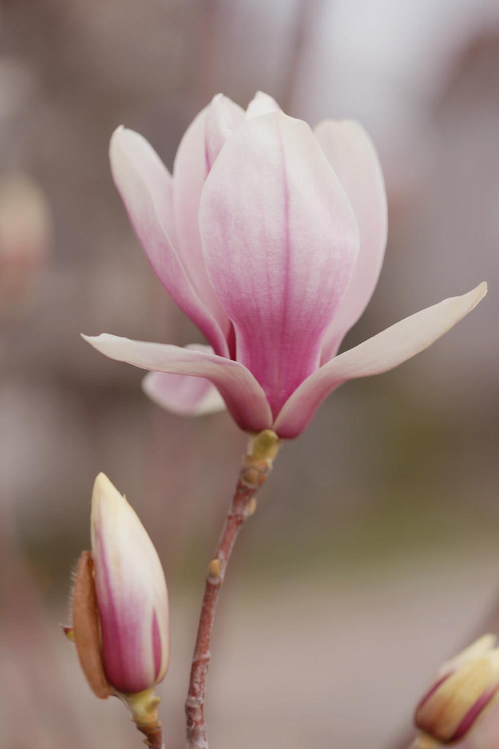 Magnolia