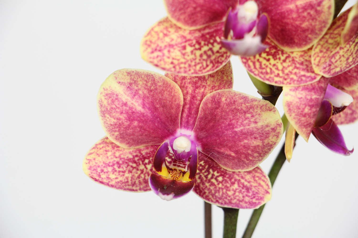 Phalaenopsis