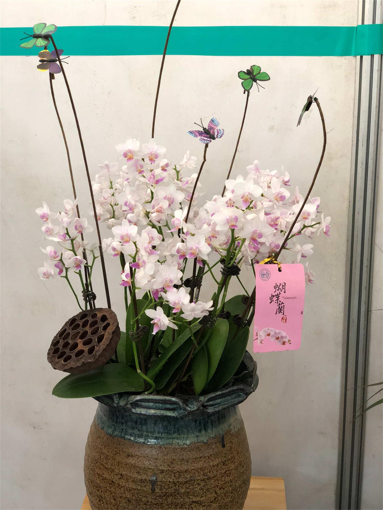 Phalaenopsis