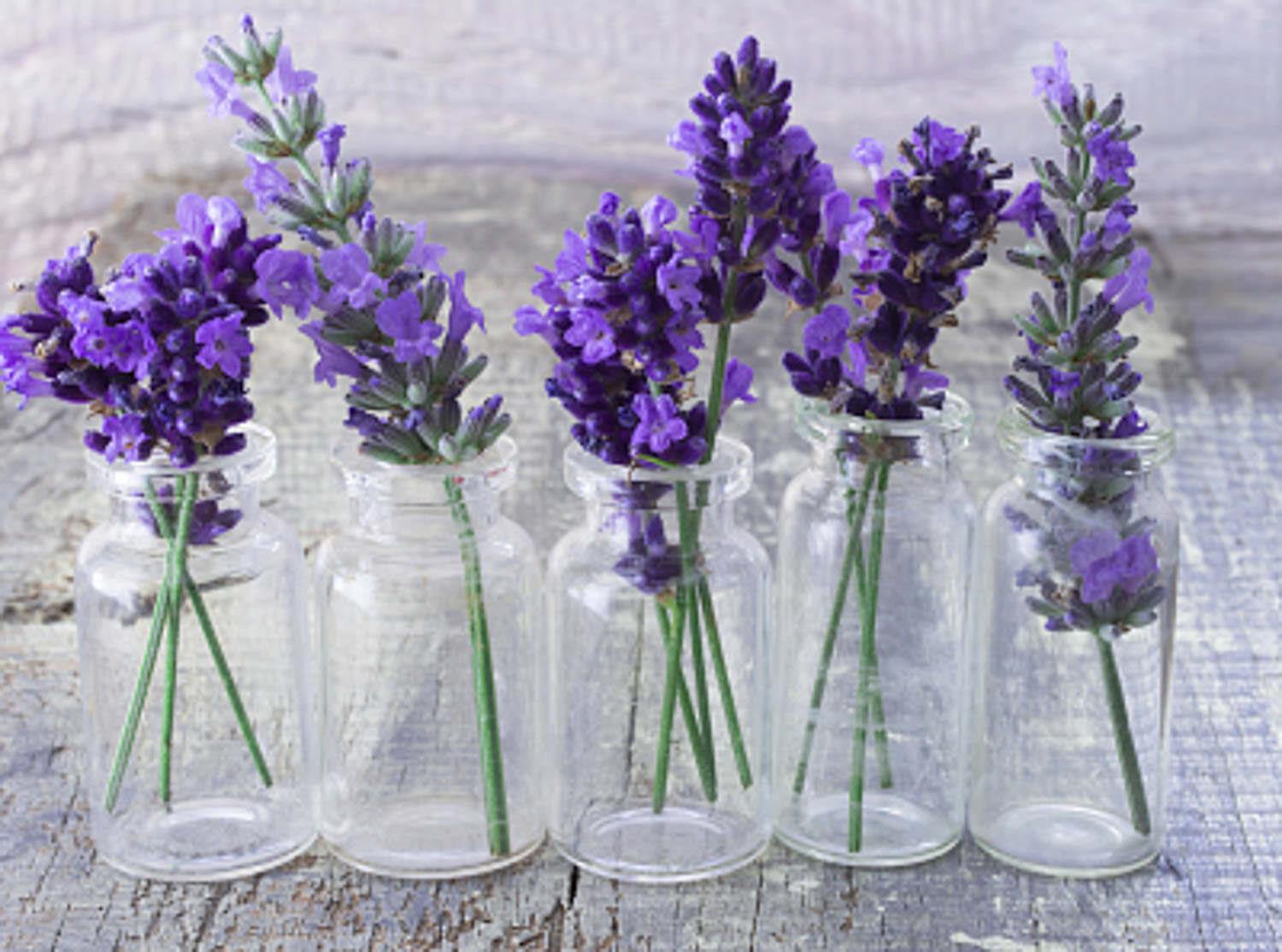 Lavender