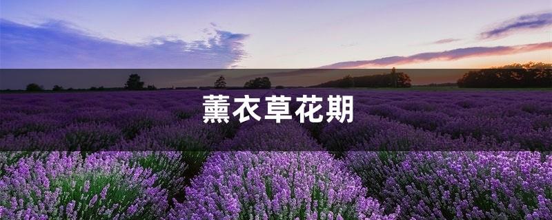 Lavender Flowering Period