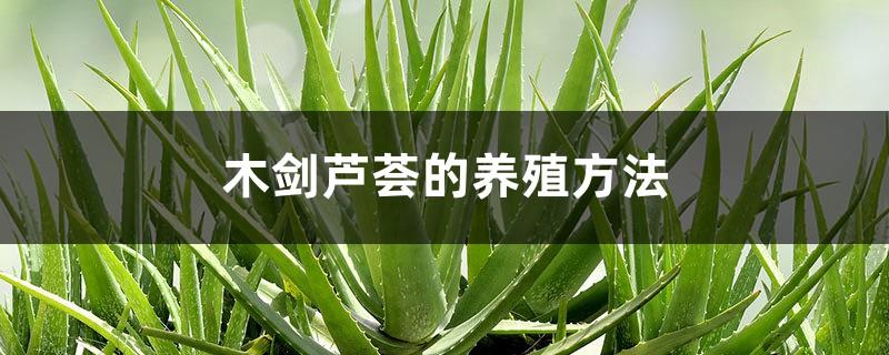 Cultivation method of Aloe vera