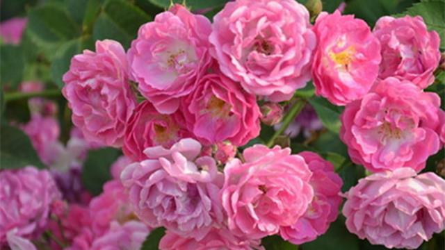 The difference between vine roses and roses