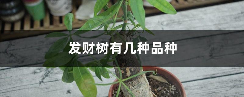 There are several varieties of money trees