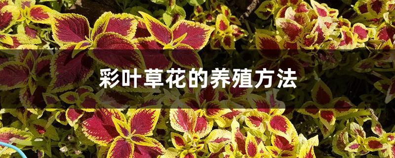 Cultivation methods of Coleus flowers