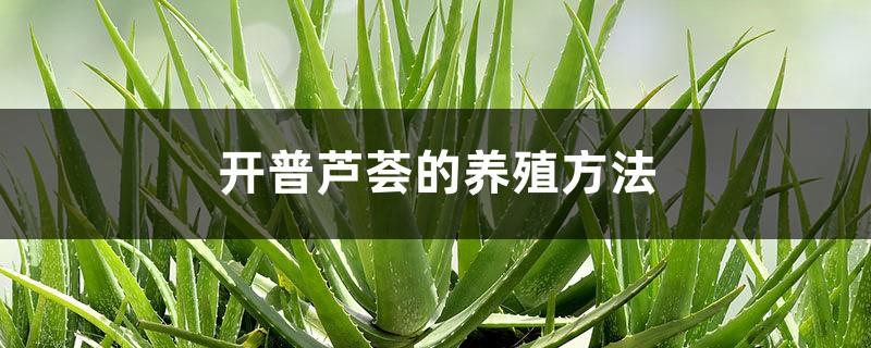 The cultivation method of Cape Aloe