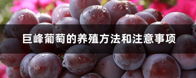 Kyoho grape cultivation methods and precautions