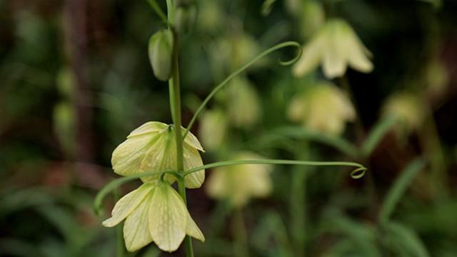 Cultivation methods of Fritillary fritillary flowers