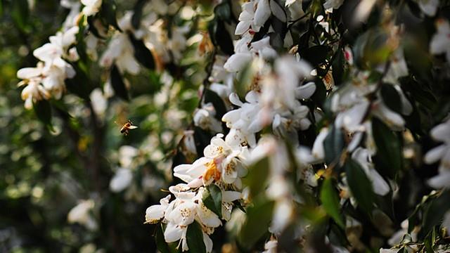 Cultivation methods of Jianlianrui tea