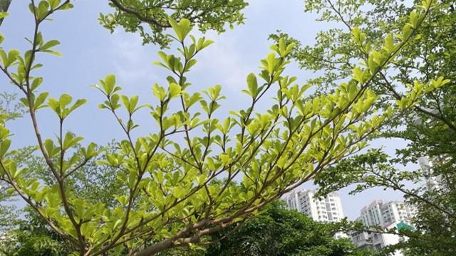 Cultivation methods of Terminalia lobata