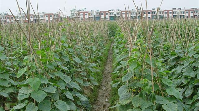 What can you plant to make money in the countryside