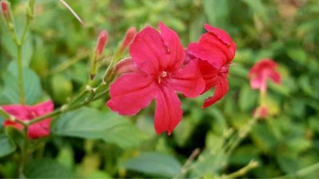 Cultivation methods of large-flowered reed lily