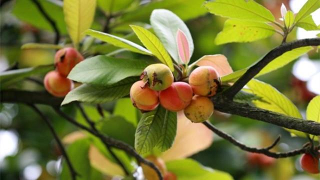 Cultivation methods of large-flowered loquat