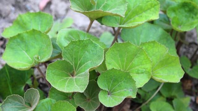 Cultivation methods of Dawu Fengcao